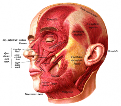 superficial layer of the facial muscles