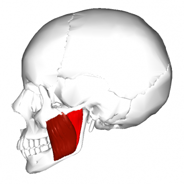 Lateral aspect of Masseter Muscle