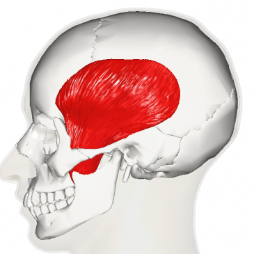 Lateral aspect of temporalis muscle